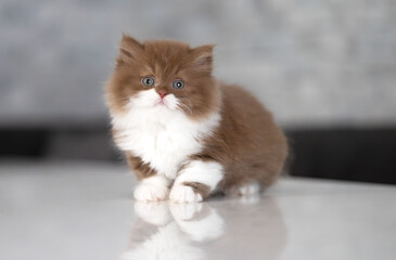 Niedliche Britisch Kurzhaar Kitten Katze edel
