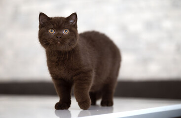 Niedliche Britisch Kurzhaar Kitten Katze edel