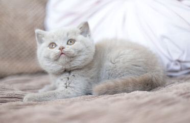 Niedliche Britisch Kurzhaar Kitten Katze edel