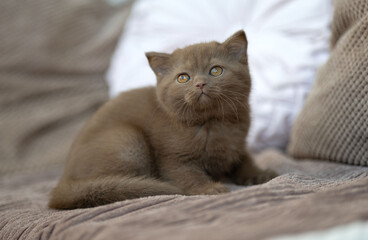 Britisch Kurzhaar Kitten Katze imposant und edel Luxus