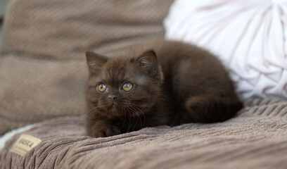 Britisch Kurzhaar Kitten Katze imposant und edel Luxus