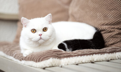 Britisch Kurzhaar Kitten Katze imposant und edel Luxus