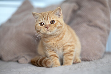 Britisch Kurzhaar Kitten Katze imposant und edel Luxus