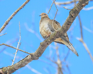 Mourning Dove (Zenaida macroura) North American Backyard Bird