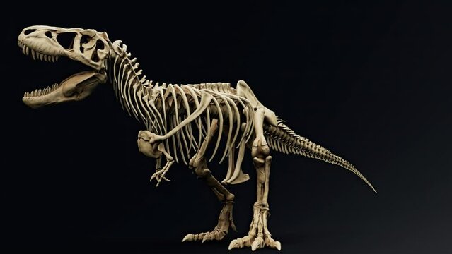 Trannosaurus Rex Sue Skeleton Animation render of background. 3d rendering