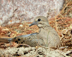 Mourning Dove (Zenaida macroura) North American Backyard Bird