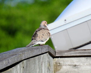 Mourning Dove (Zenaida macroura) North American Backyard Bird