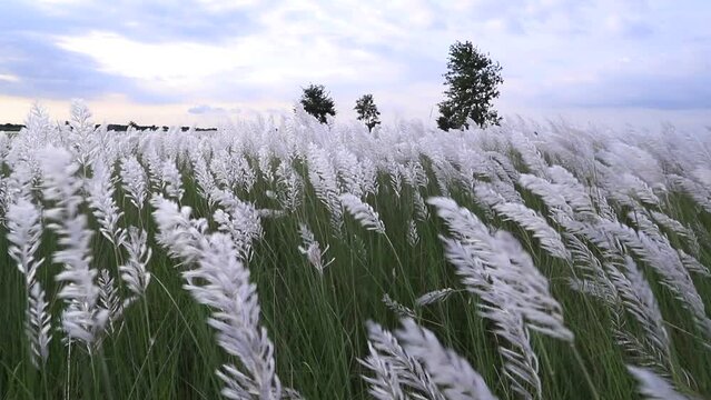 Icon of Autumn.  Blooming Kans grass (Saccharum spontaneum) flowers plant. Swings in the wind with bright sunlight
