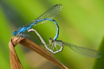 Coenagrion puella aka azure damselfly mating on the dry leaf above the pond. Czech republic nature. Male and female.	
