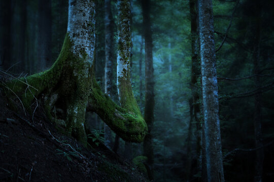 Tief im Wald