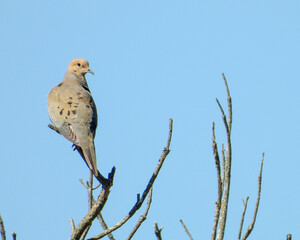 Mourning Dove (Zenaida macroura) North American Backyard Bird