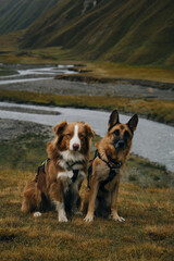 Georgia, Kazbegi region. Tourist route to the Truso Valley, Caucasus mountains. Two dogs Australian and German Shepherd on hike. The stormy mountain river Terek. Pets sit together outside. Front view.