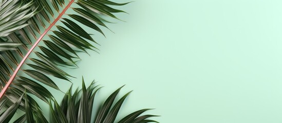 Green leaf on isolated pastel background Copy space