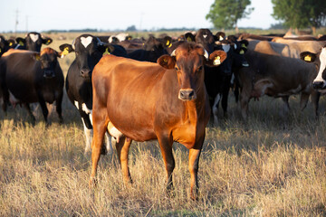 Argentina´s great and amazing cattle