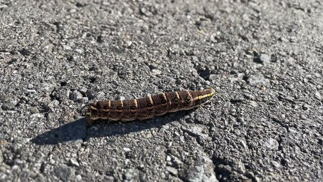 Moth larva walking on asphalt