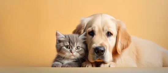 Tuinposter Golden retriever puppy embracing British cat alone on isolated pastel background Copy space © Ilgun