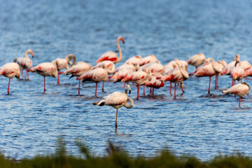 group of flamingos in the lake