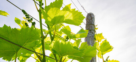 Weinberge Reben