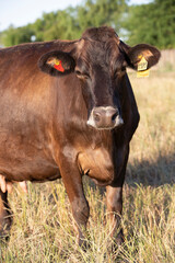 Argentina´s great and amazing cattle