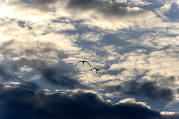 pelicans in flight