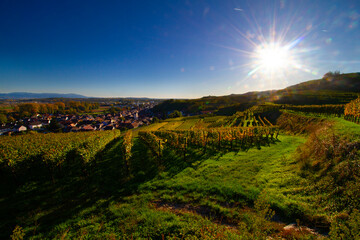 Weinberge Reben