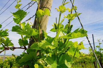 Weinberge Reben