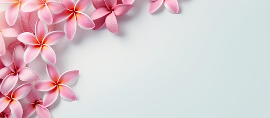 Pink Frangipani scattered isolated pastel background Copy space