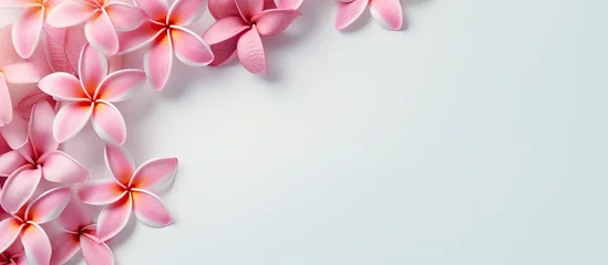  Pink Frangipani scattered isolated pastel background Copy space © Ilgun