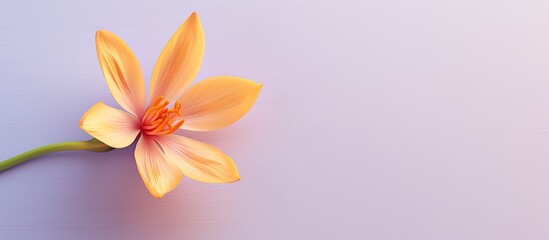 A solitary saffron flower against a isolated pastel background Copy space