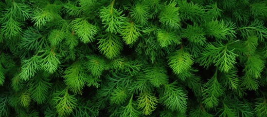 Thuja berries are a favorite in landscaping design isolated pastel background Copy space