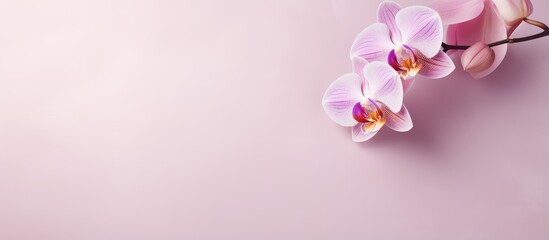 Isolated orchid with pink streaks isolated pastel background Copy space