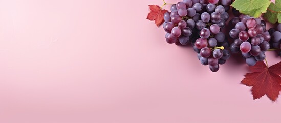 red grape variety called lambrusco isolated pastel background Copy space