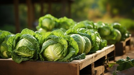 Close up of cabbage in the garden