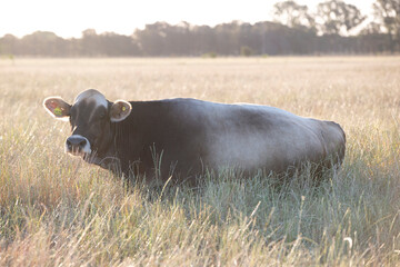 Argentina´s great and amazing cattle