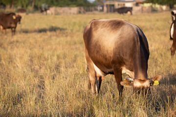 Argentina´s great and amazing cattle