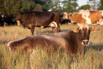 Argentina&acute;s great and amazing cattle