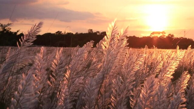 Icon of Autumn.  Blooming Kans  grass (Saccharum spontaneum) flowers plant. Swings in the wind with a Golden-hour Sunset view
