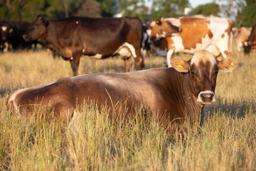 Argentina&acute;s great and amazing cattle