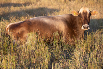 Argentina´s great and amazing cattle