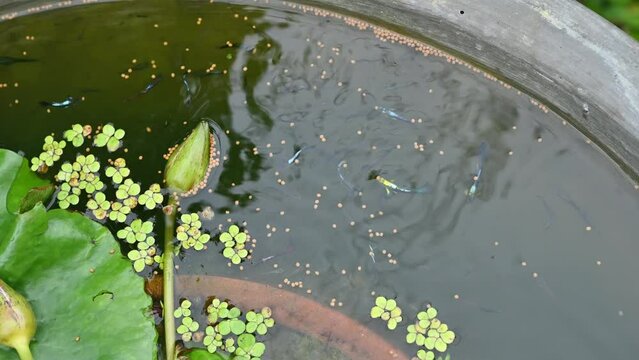 Feeding Guppy fish in a cement bowl. Feed the fish once or twice a day. Because it is much easier to overfeed most fish than to give them too little food.