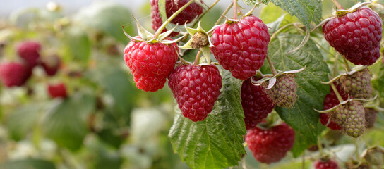 Branch of ripe raspberries in a garden on green background