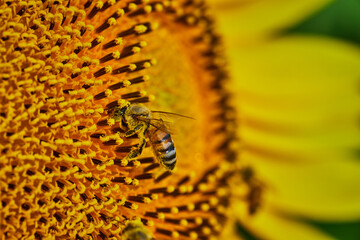 Macro of pollen covered bee pollinating center of golden sunflower