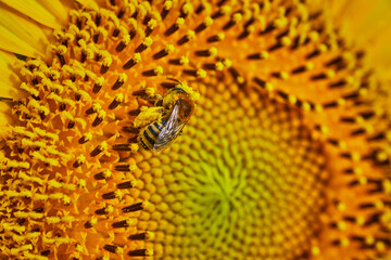 Macro of golden sunflower with pollen covered bee pollinating center of flower