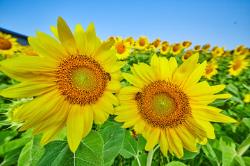 Multiple bees pollinating sunflowers in close up view of flowers in large field