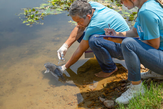 mature male biologist injecting microchips to reproduce fish in the river and a young woman helper record data, concept of volunteers conservation of rare fish species that are about to go extinct