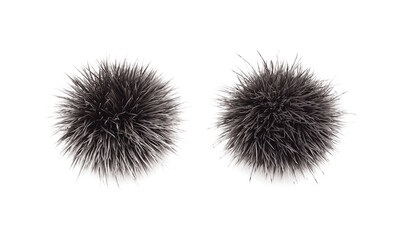 2 sea urchin, isolated set