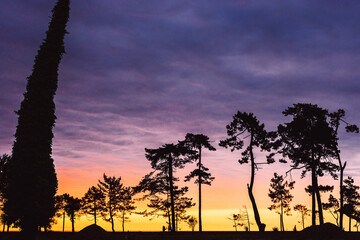 sunset landscape with pine trees
