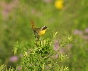 Common Yellowthroat (Geothlypis trichas) North American Warbler Bird