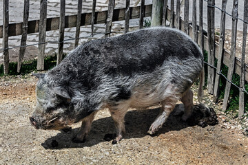 Grey domestic minipig near the fence in its enclosure