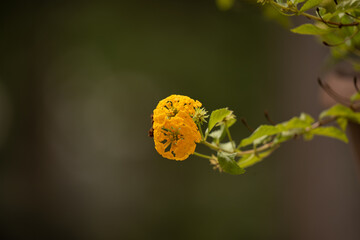 Gold Lantana flower